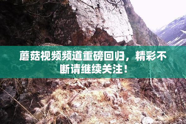 蘑菇视频频道重磅回归，精彩不断请继续关注！