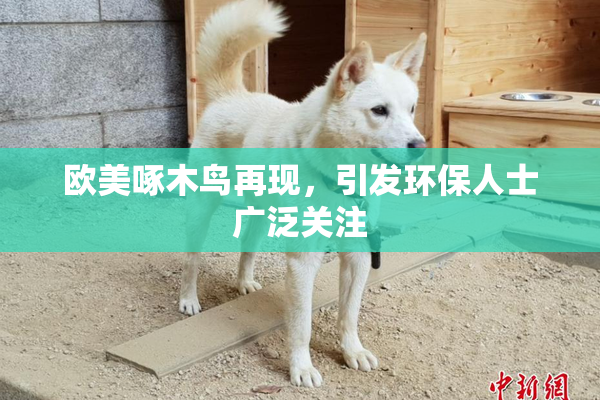 欧美啄木鸟再现，引发环保人士广泛关注