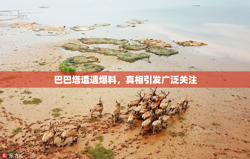 巴巴塔遭遇爆料，真相引发广泛关注