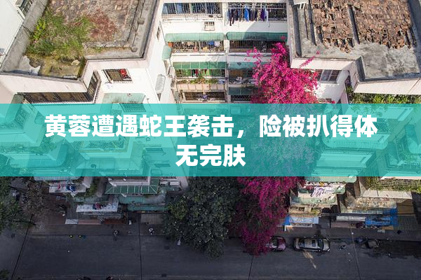 黄蓉遭遇蛇王袭击，险被扒得体无完肤