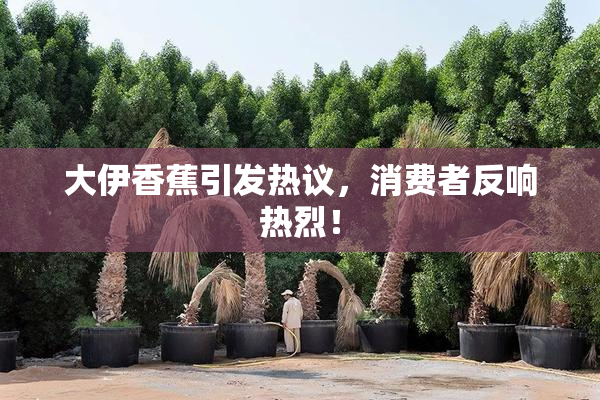 大伊香蕉引发热议，消费者反响热烈！
