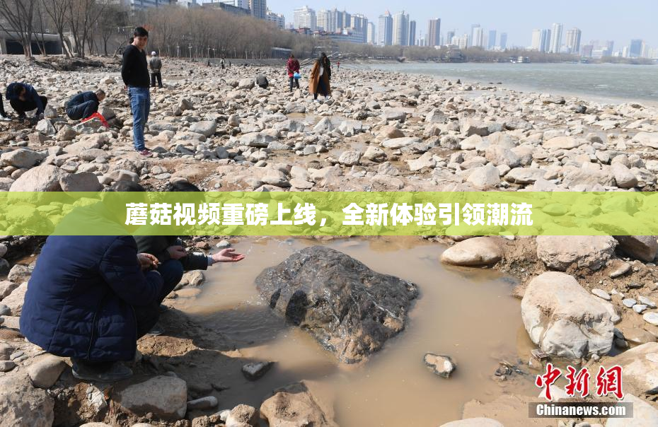 蘑菇视频重磅上线，全新体验引领潮流