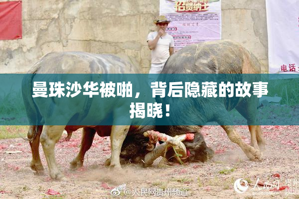 曼珠沙华被啪，背后隐藏的故事揭晓！