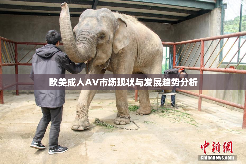 欧美成人AV市场现状与发展趋势分析