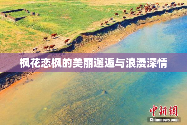 枫花恋枫的美丽邂逅与浪漫深情
