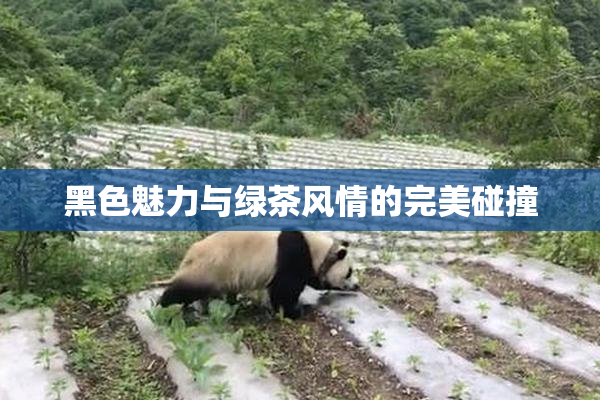 黑色魅力与绿茶风情的完美碰撞