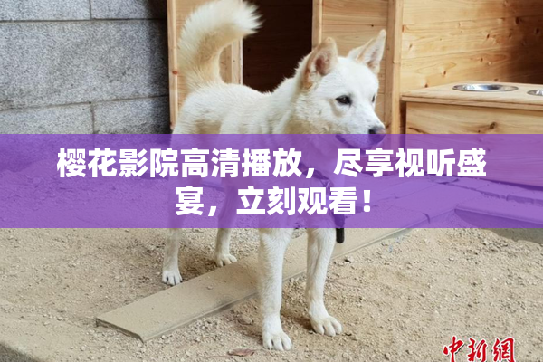 樱花影院高清播放，尽享视听盛宴，立刻观看！
