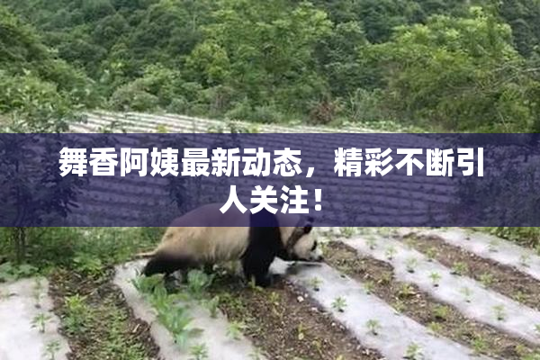 舞香阿姨最新动态，精彩不断引人关注！