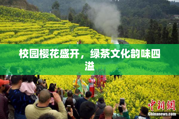 校园樱花盛开，绿茶文化韵味四溢