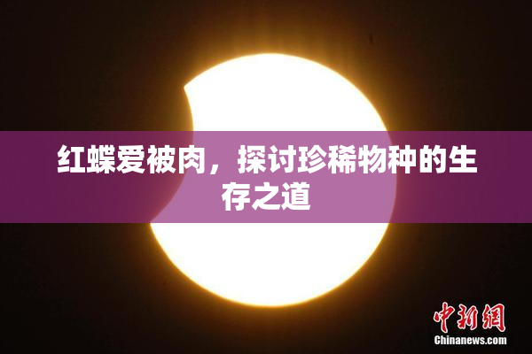 红蝶爱被肉，探讨珍稀物种的生存之道