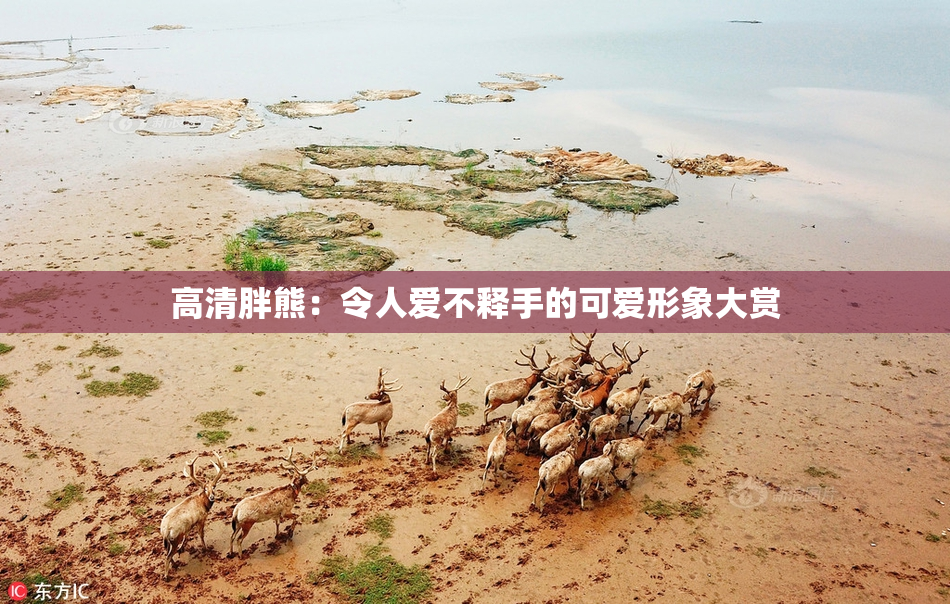 高清胖熊：令人爱不释手的可爱形象大赏
