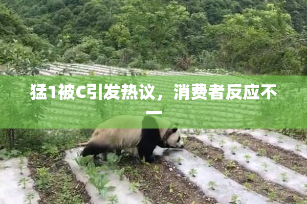 猛1被C引发热议，消费者反应不一