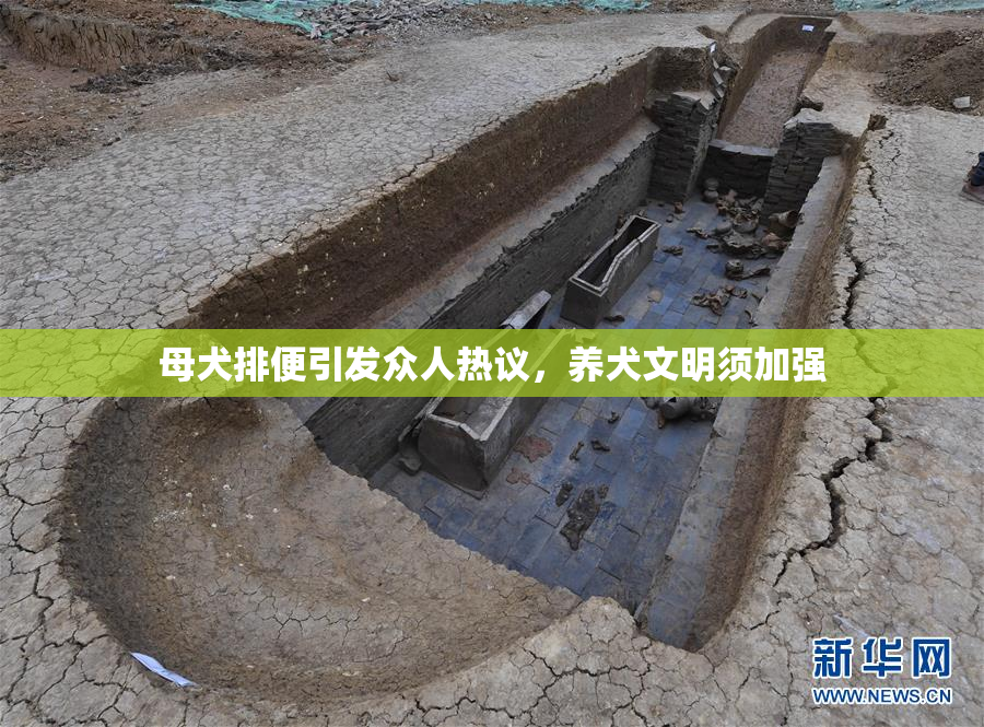 母犬排便引发众人热议，养犬文明须加强