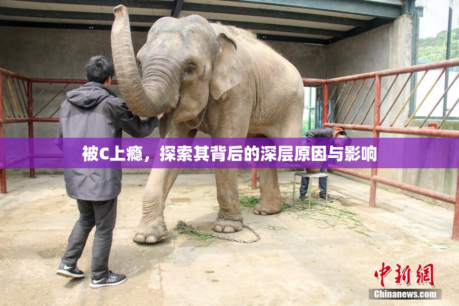 被C上瘾，探索其背后的深层原因与影响
