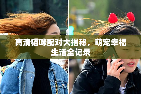 高清猫咪配对大揭秘，萌宠幸福生活全记录