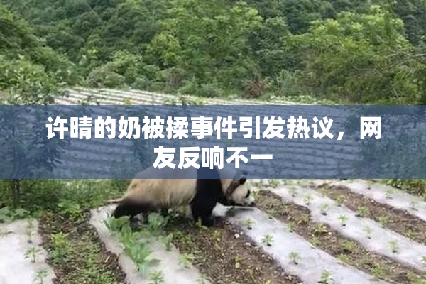 许晴的奶被揉事件引发热议，网友反响不一
