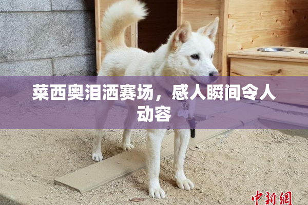 菜西奥泪洒赛场，感人瞬间令人动容