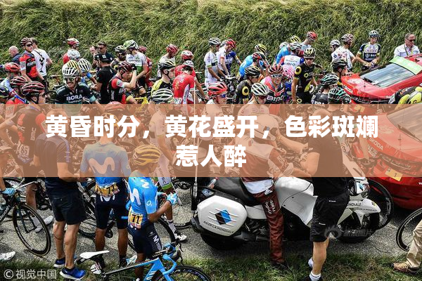 黄昏时分，黄花盛开，色彩斑斓惹人醉