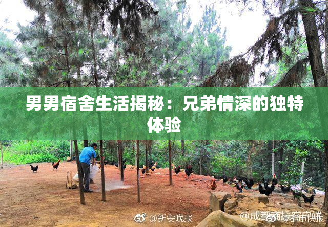 男男宿舍生活揭秘：兄弟情深的独特体验