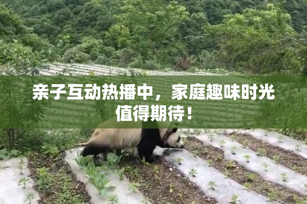 亲子互动热播中，家庭趣味时光值得期待！