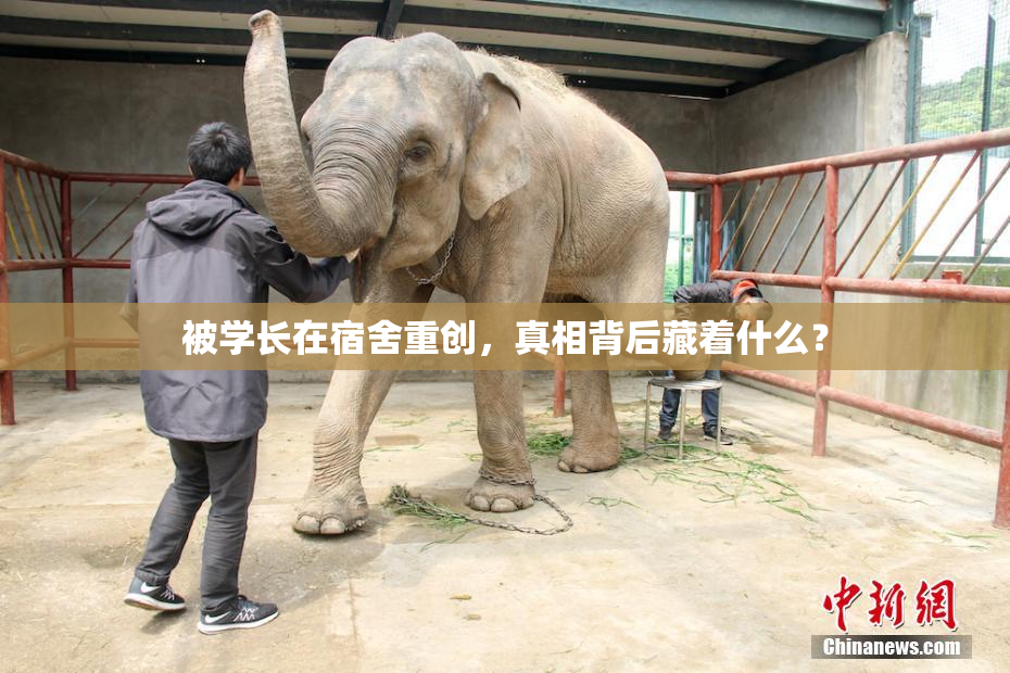 被学长在宿舍重创，真相背后藏着什么？