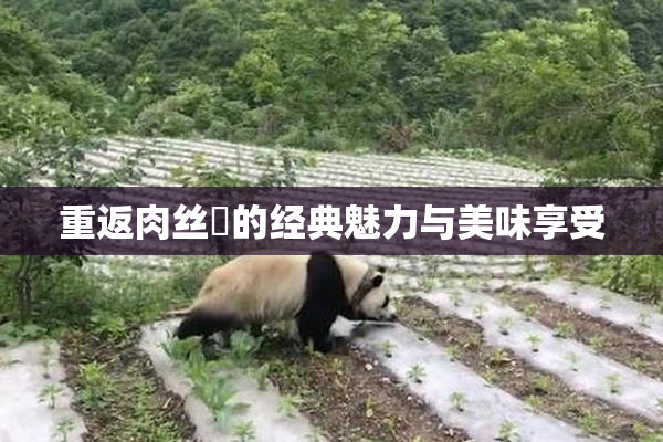 重返肉丝祙的经典魅力与美味享受