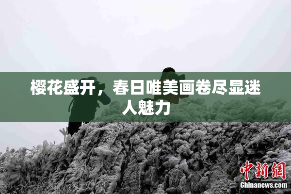 樱花盛开，春日唯美画卷尽显迷人魅力