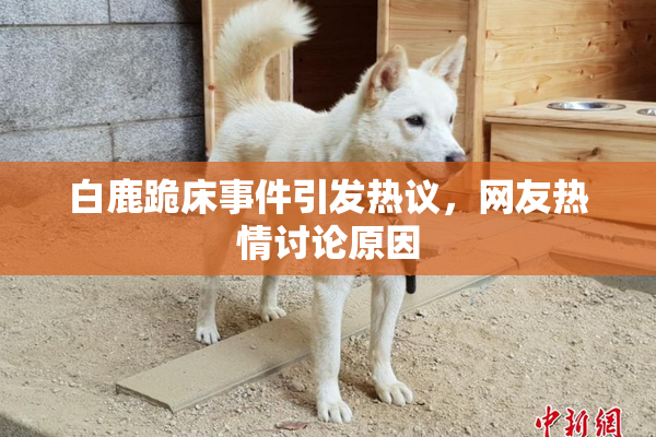 白鹿跪床事件引发热议，网友热情讨论原因