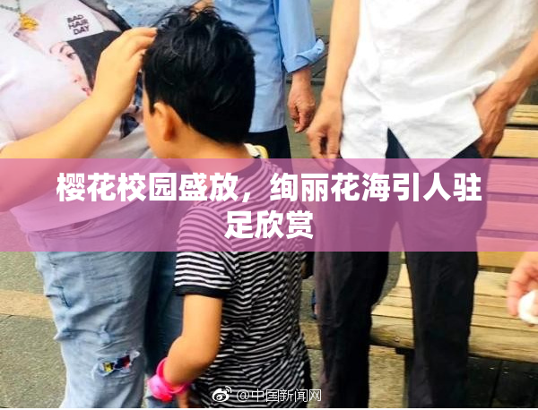 樱花校园盛放，绚丽花海引人驻足欣赏