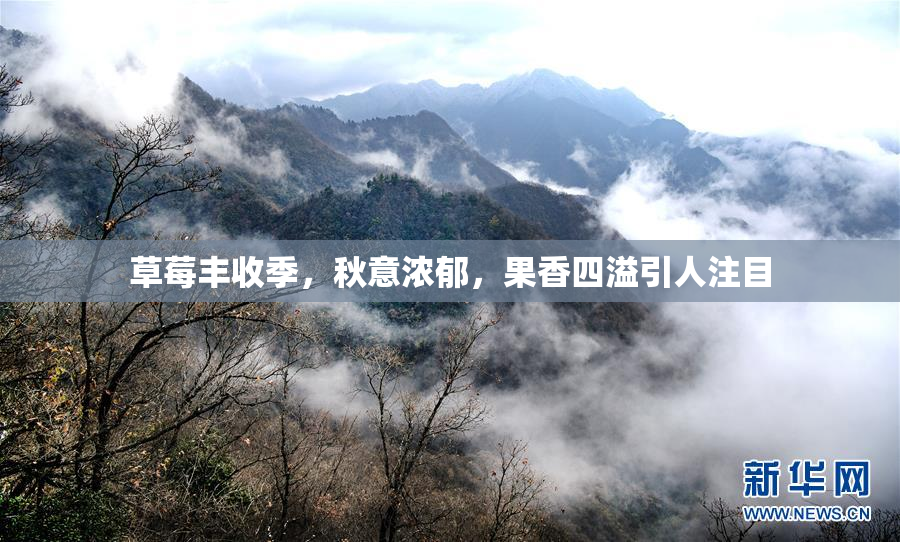 草莓丰收季，秋意浓郁，果香四溢引人注目