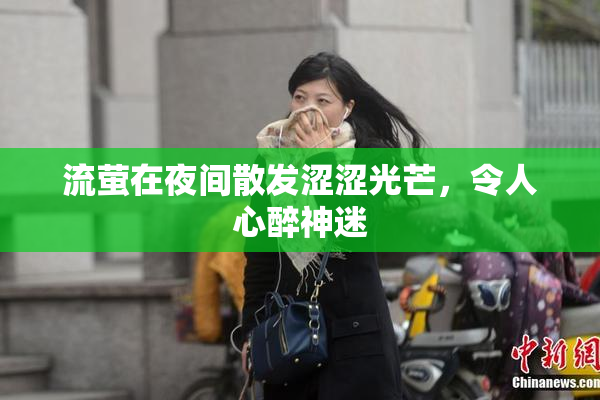 流萤在夜间散发涩涩光芒，令人心醉神迷