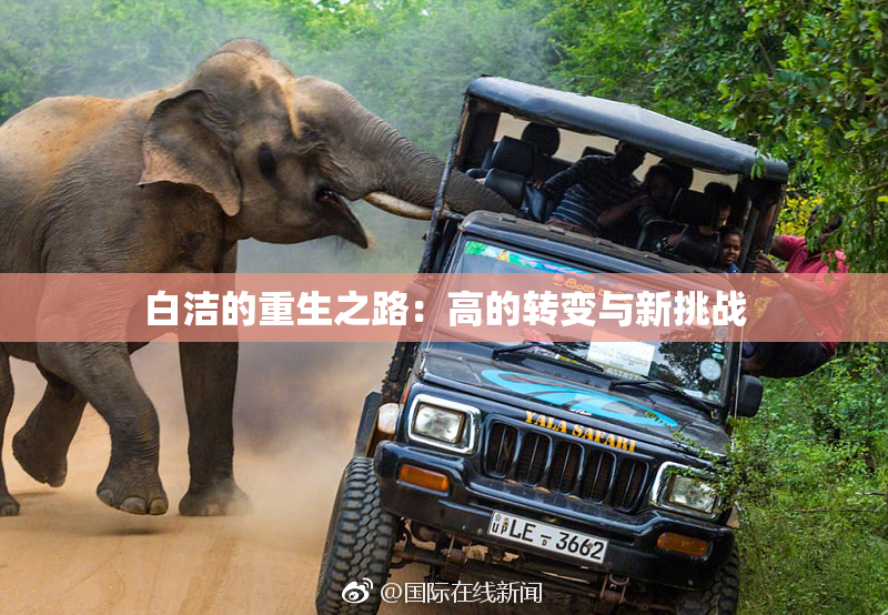 白洁的重生之路：高的转变与新挑战