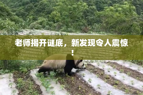 老师揭开谜底，新发现令人震惊！
