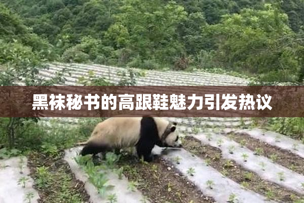 黑袜秘书的高跟鞋魅力引发热议