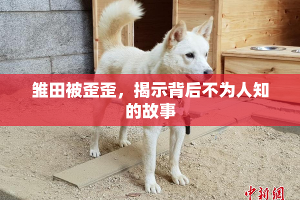 雏田被歪歪，揭示背后不为人知的故事