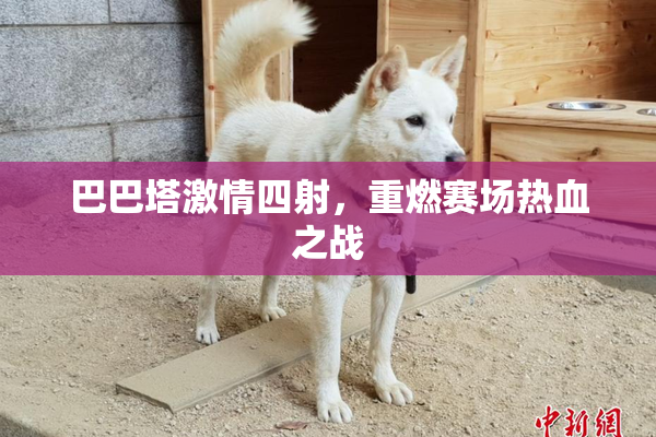 巴巴塔激情四射，重燃赛场热血之战