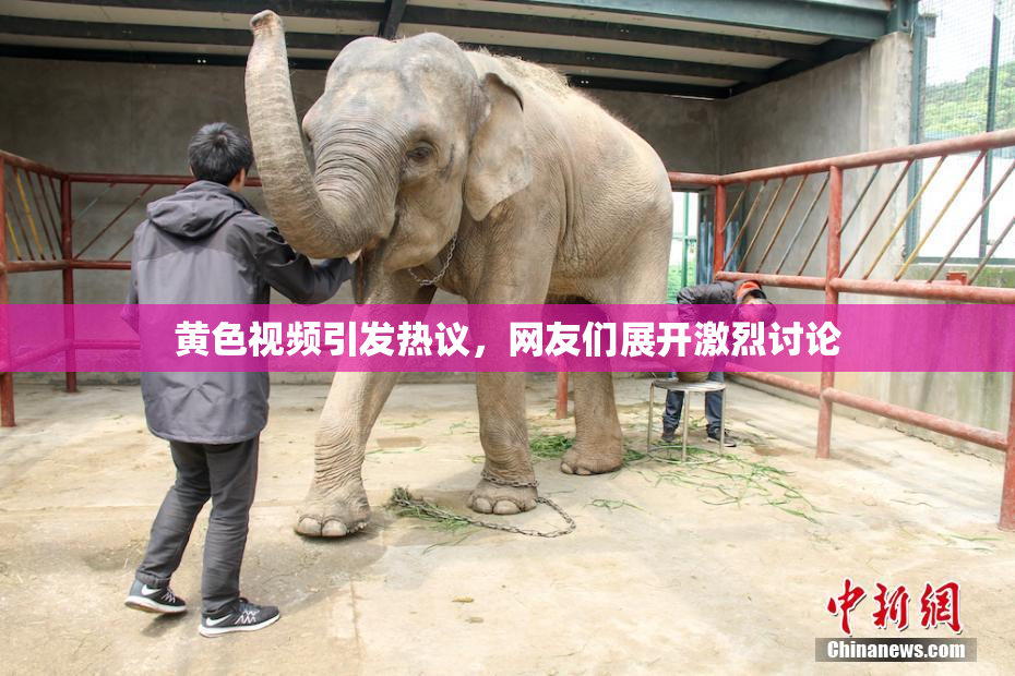 黄色视频引发热议，网友们展开激烈讨论