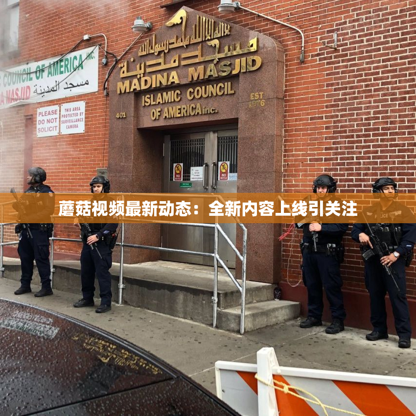蘑菇视频最新动态：全新内容上线引关注