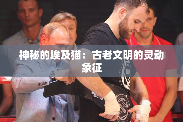 神秘的埃及猫：古老文明的灵动象征