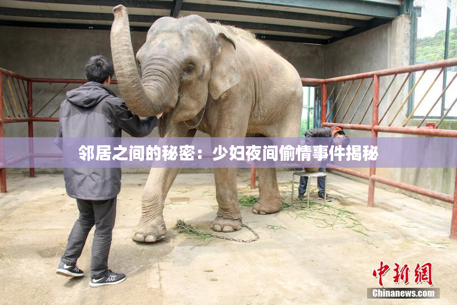 邻居之间的秘密：少妇夜间偷情事件揭秘