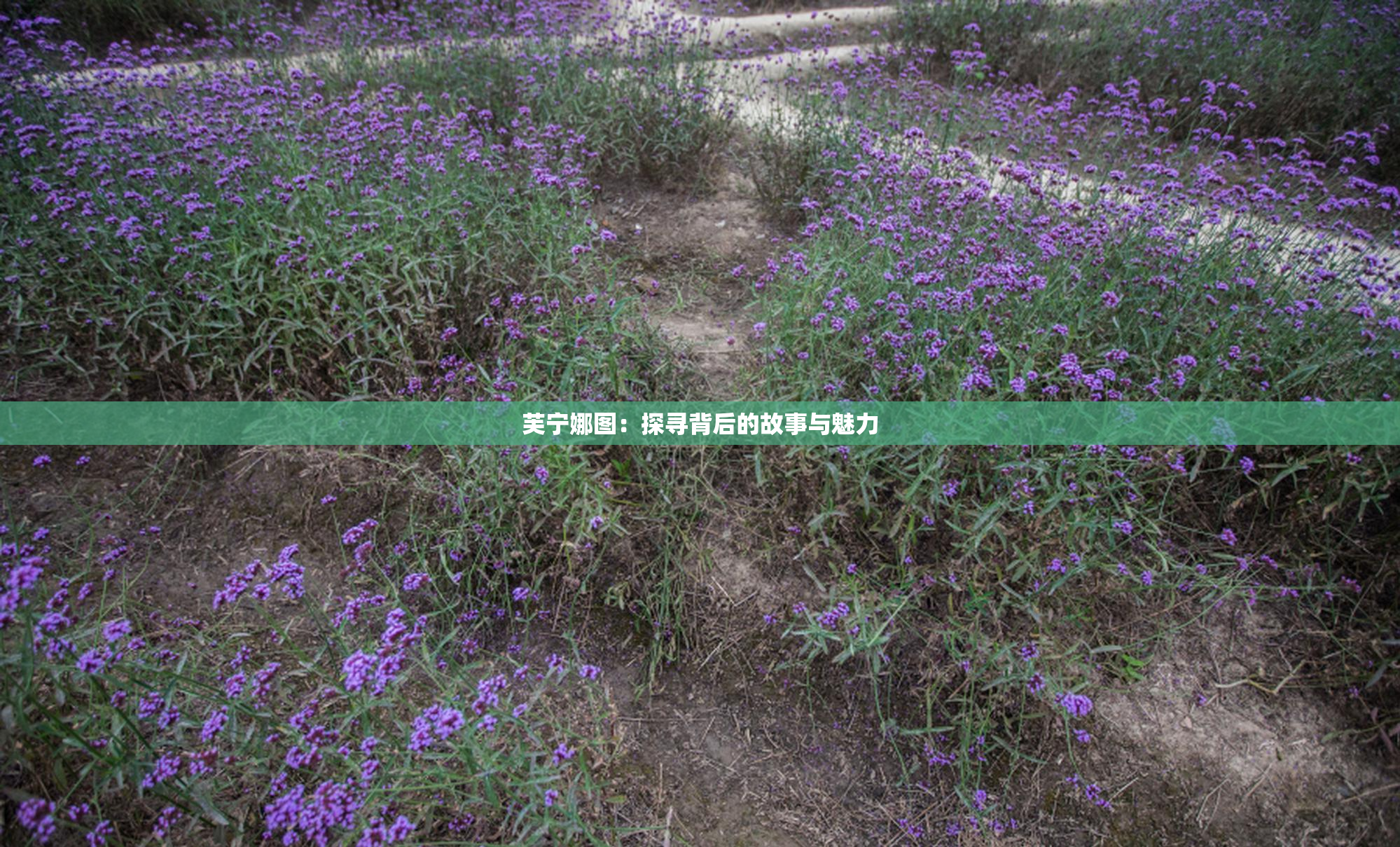 芙宁娜图：探寻背后的故事与魅力