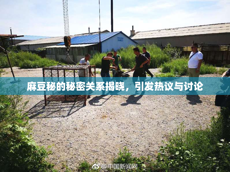 麻豆秘的秘密关系揭晓，引发热议与讨论