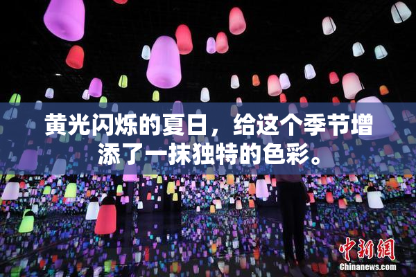 黄光闪烁的夏日，给这个季节增添了一抹独特的色彩。