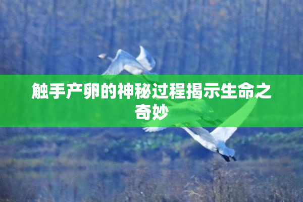 触手产卵的神秘过程揭示生命之奇妙