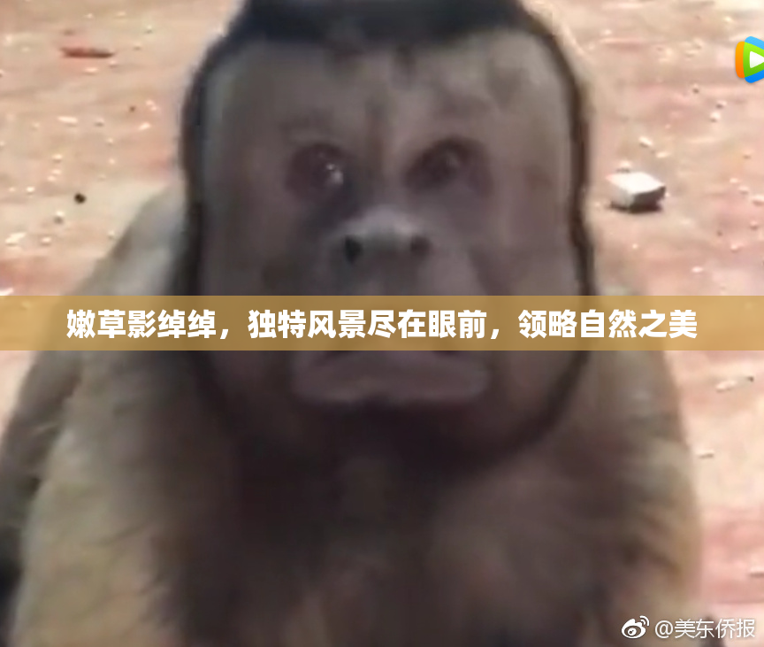 嫩草影绰绰，独特风景尽在眼前，领略自然之美