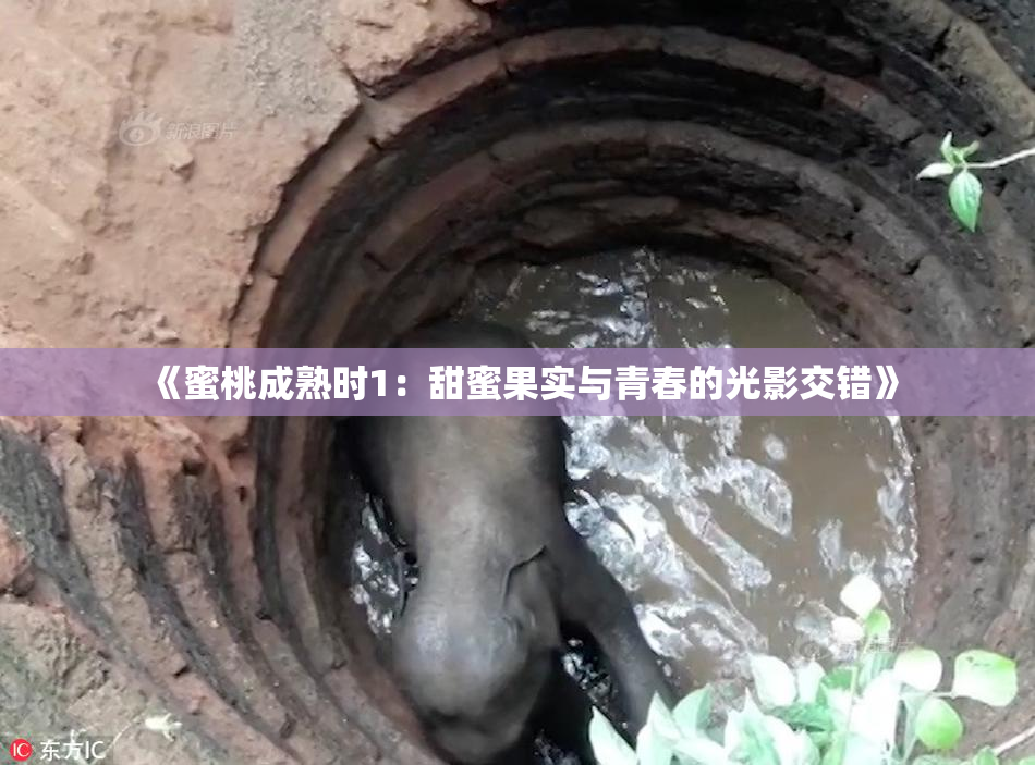 《蜜桃成熟时1：甜蜜果实与青春的光影交错》