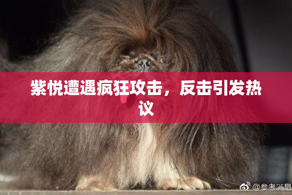 紫悦遭遇疯狂攻击，反击引发热议