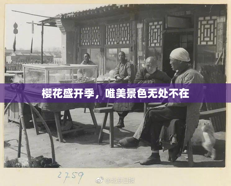 樱花盛开季，唯美景色无处不在