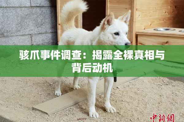 骇爪事件调查：揭露全裸真相与背后动机