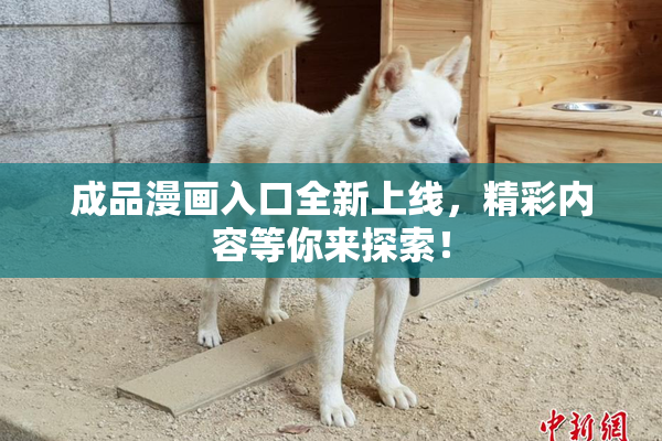 成品漫画入口全新上线，精彩内容等你来探索！
